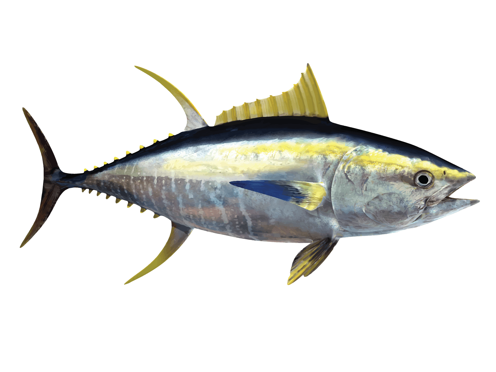 Yellowfin Tuna